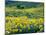 Arrowleaf Balsamroot in Bloom, Foothills of Bear River Range Above Cache Valley, Utah, Usa-Scott T^ Smith-Mounted Photographic Print