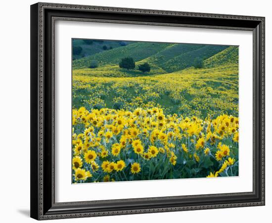 Arrowleaf Balsamroot in Bloom, Foothills of Bear River Range Above Cache Valley, Utah, Usa-Scott T^ Smith-Framed Photographic Print