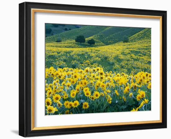 Arrowleaf Balsamroot in Bloom, Foothills of Bear River Range Above Cache Valley, Utah, Usa-Scott T^ Smith-Framed Photographic Print