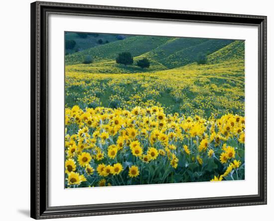 Arrowleaf Balsamroot in Bloom, Foothills of Bear River Range Above Cache Valley, Utah, Usa-Scott T^ Smith-Framed Photographic Print