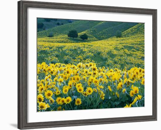 Arrowleaf Balsamroot in Bloom, Foothills of Bear River Range Above Cache Valley, Utah, Usa-Scott T^ Smith-Framed Photographic Print