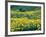 Arrowleaf Balsamroot in Bloom, Foothills of Bear River Range Above Cache Valley, Utah, Usa-Scott T^ Smith-Framed Photographic Print