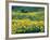 Arrowleaf Balsamroot in Bloom, Foothills of Bear River Range Above Cache Valley, Utah, Usa-Scott T^ Smith-Framed Photographic Print