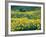 Arrowleaf Balsamroot in Bloom, Foothills of Bear River Range Above Cache Valley, Utah, Usa-Scott T^ Smith-Framed Photographic Print