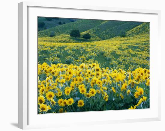 Arrowleaf Balsamroot in Bloom, Foothills of Bear River Range Above Cache Valley, Utah, Usa-Scott T^ Smith-Framed Photographic Print