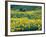 Arrowleaf Balsamroot in Bloom, Foothills of Bear River Range Above Cache Valley, Utah, Usa-Scott T^ Smith-Framed Photographic Print