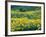 Arrowleaf Balsamroot in Bloom, Foothills of Bear River Range Above Cache Valley, Utah, Usa-Scott T^ Smith-Framed Photographic Print