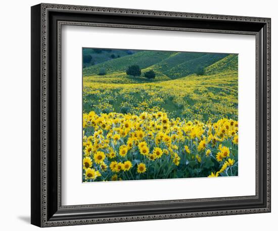 Arrowleaf Balsamroot in Bloom, Foothills of Bear River Range Above Cache Valley, Utah, Usa-Scott T^ Smith-Framed Photographic Print