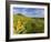 Arrowleaf Balsamroot Wildflowers in the Bears Paw Mountains Near Havre, Montana, Usa-Chuck Haney-Framed Photographic Print