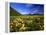 Arrowleaf balsomroot covers the praire, Waterton Lakes National Park, Alberta, Canada-Chuck Haney-Framed Premier Image Canvas