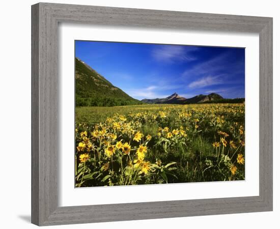 Arrowleaf balsomroot covers the praire, Waterton Lakes National Park, Alberta, Canada-Chuck Haney-Framed Photographic Print