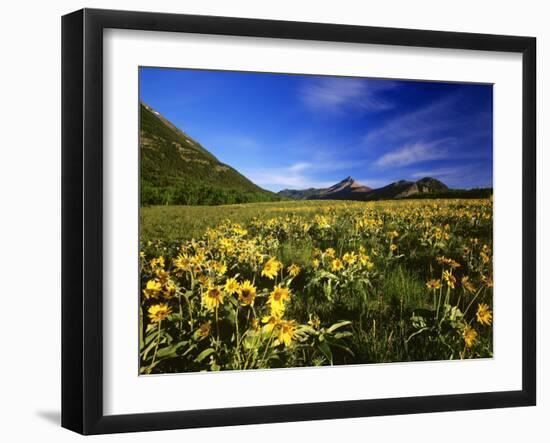 Arrowleaf balsomroot covers the praire, Waterton Lakes National Park, Alberta, Canada-Chuck Haney-Framed Photographic Print