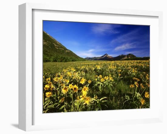 Arrowleaf balsomroot covers the praire, Waterton Lakes National Park, Alberta, Canada-Chuck Haney-Framed Photographic Print