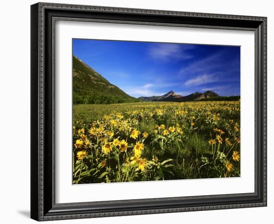 Arrowleaf balsomroot covers the praire, Waterton Lakes National Park, Alberta, Canada-Chuck Haney-Framed Photographic Print