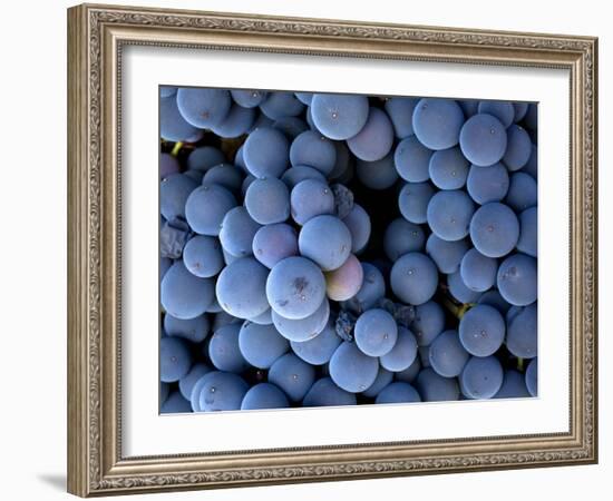 Arroye Grande, California: a Central Coast Winery-Ian Shive-Framed Photographic Print