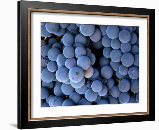 Arroye Grande, California: a Central Coast Winery-Ian Shive-Framed Photographic Print