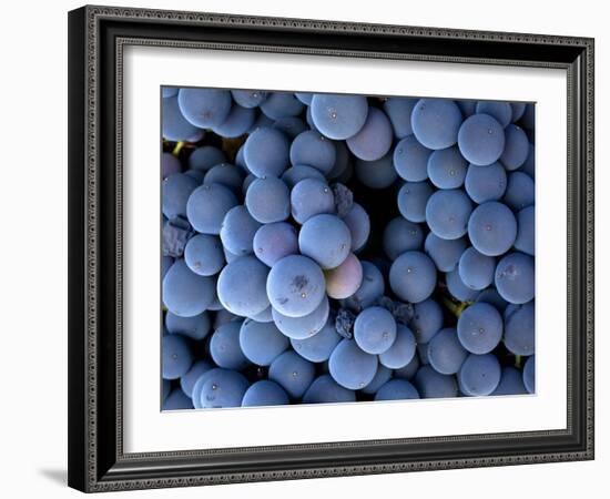 Arroye Grande, California: a Central Coast Winery-Ian Shive-Framed Photographic Print