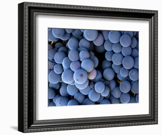 Arroye Grande, California: a Central Coast Winery-Ian Shive-Framed Photographic Print