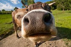 Curious Funny Cow On The Meadow-Arsgera-Laminated Photographic Print