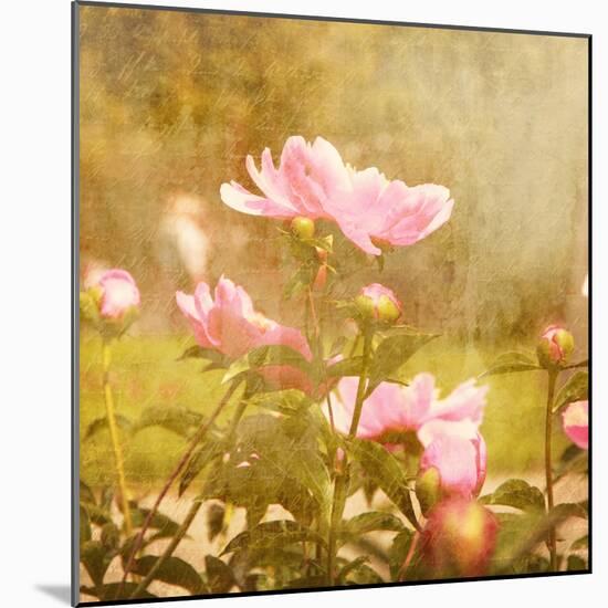 Art Floral Vintage Background with Pink Peonies-Irina QQQ-Mounted Art Print