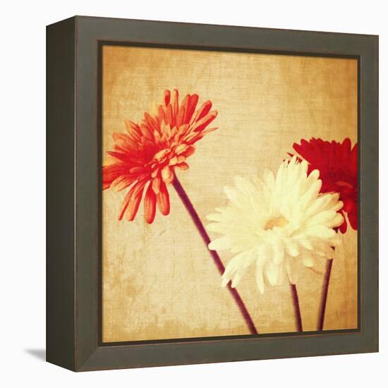 Art Floral Vintage Background with Red and White Gerbera in Sepia-Irina QQQ-Framed Stretched Canvas