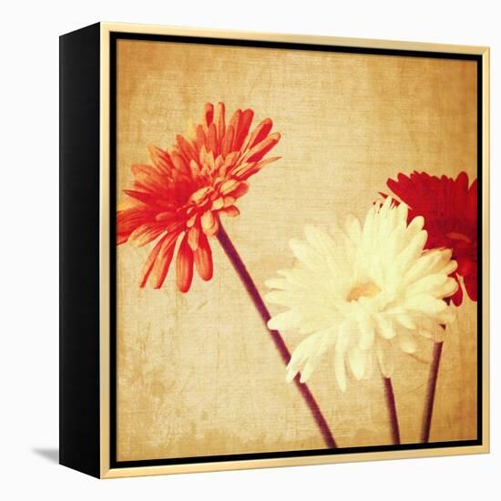 Art Floral Vintage Background with Red and White Gerbera in Sepia-Irina QQQ-Framed Stretched Canvas
