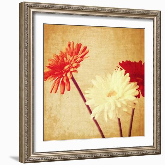 Art Floral Vintage Background with Red and White Gerbera in Sepia-Irina QQQ-Framed Art Print