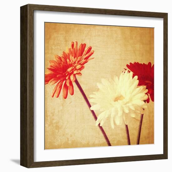 Art Floral Vintage Background with Red and White Gerbera in Sepia-Irina QQQ-Framed Art Print