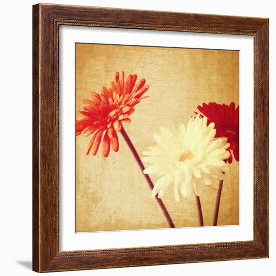 Art Floral Vintage Background with Red and White Gerbera in Sepia-Irina QQQ-Framed Art Print