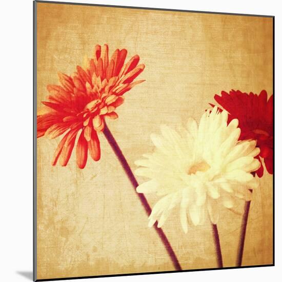 Art Floral Vintage Background with Red and White Gerbera in Sepia-Irina QQQ-Mounted Art Print
