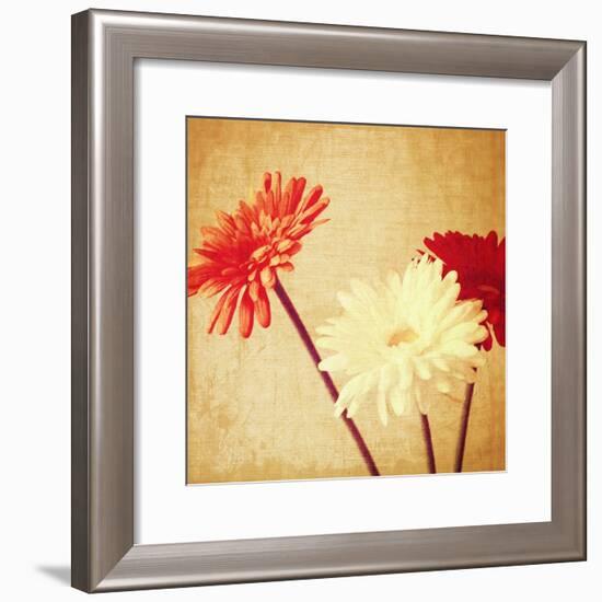 Art Floral Vintage Background with Red and White Gerbera in Sepia-Irina QQQ-Framed Premium Giclee Print