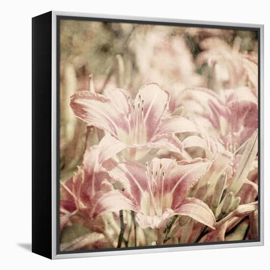 Art Floral Vintage Sepia Background with Light Pink Lilies-Irina QQQ-Framed Stretched Canvas