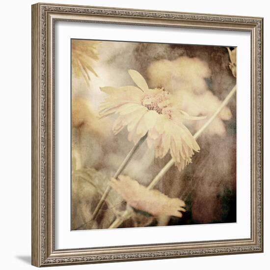 Art Floral Vintage Sepia Background with Light Yellow Chamomiles-Irina QQQ-Framed Premium Giclee Print