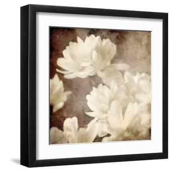 Art Floral Vintage Sepia Background with White Asters-Irina QQQ-Framed Art Print