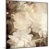 Art Floral Vintage Sepia Blurred Background with White Asters and Roses-Irina QQQ-Mounted Art Print