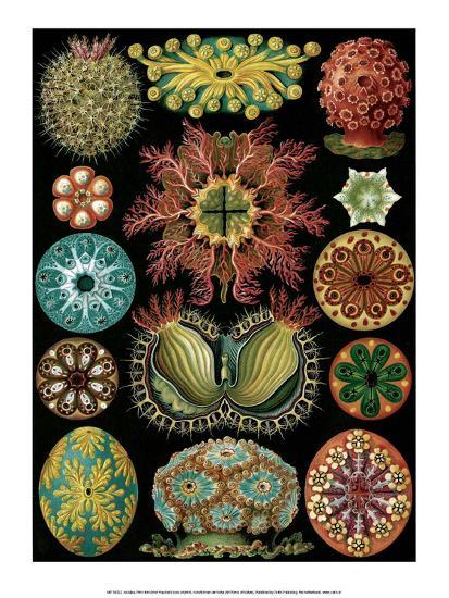 Art Forms Of Nature Ascidiacea Sea Squirts Art Print Ernst Haeckel Art Com