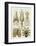 Art Forms of Nature, Gamochonia-Ernst Haeckel-Framed Art Print