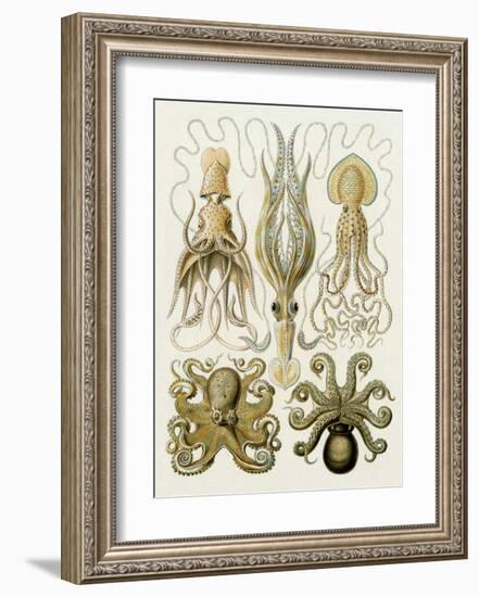 Art Forms of Nature, Gamochonia-Ernst Haeckel-Framed Art Print