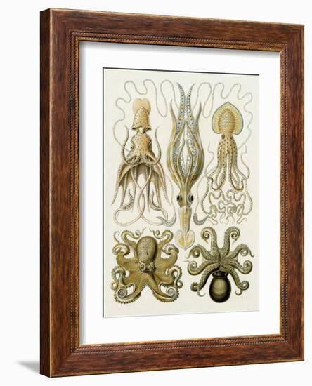 Art Forms of Nature, Gamochonia-Ernst Haeckel-Framed Art Print