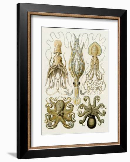 Art Forms of Nature, Gamochonia-Ernst Haeckel-Framed Art Print