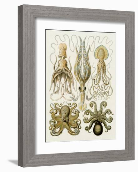 Art Forms of Nature, Gamochonia-Ernst Haeckel-Framed Art Print