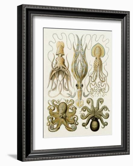 Art Forms of Nature, Gamochonia-Ernst Haeckel-Framed Art Print