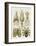 Art Forms of Nature, Gamochonia-Ernst Haeckel-Framed Art Print