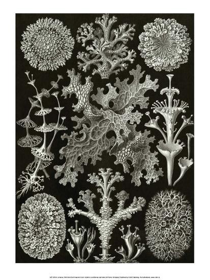 Art Forms Of Nature Lichenes Art Print Ernst Haeckel Art Com