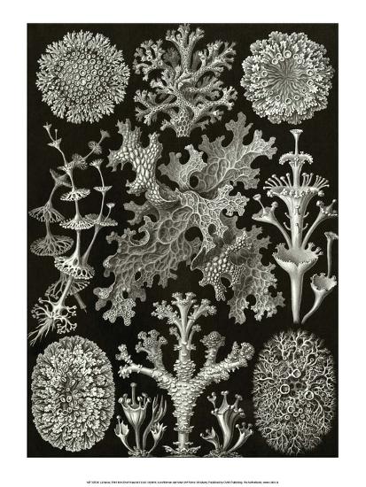 Art Forms Of Nature Lichenes Art Print Ernst Haeckel Art Com Art Forms Of Nature Lichenes Art Print Ernst Haeckel Art Com