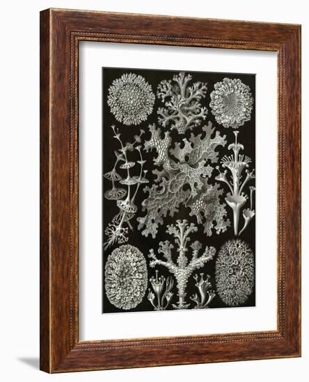 Art Forms of Nature, Lichenes-Ernst Haeckel-Framed Art Print