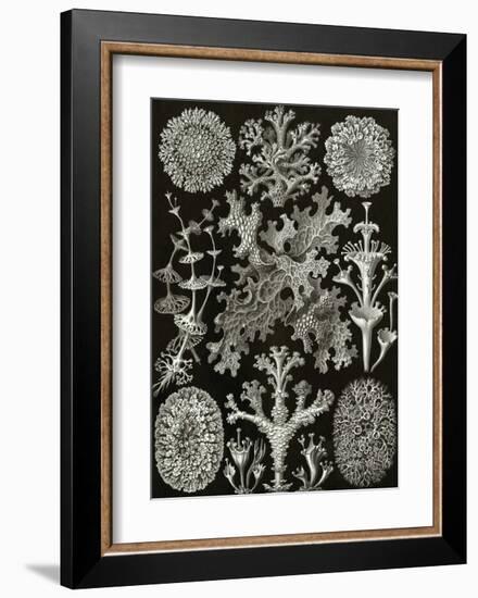 Art Forms of Nature, Lichenes-Ernst Haeckel-Framed Art Print