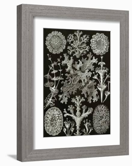 Art Forms of Nature, Lichenes-Ernst Haeckel-Framed Art Print