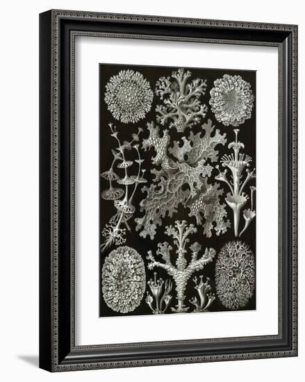 Art Forms of Nature, Lichenes-Ernst Haeckel-Framed Art Print