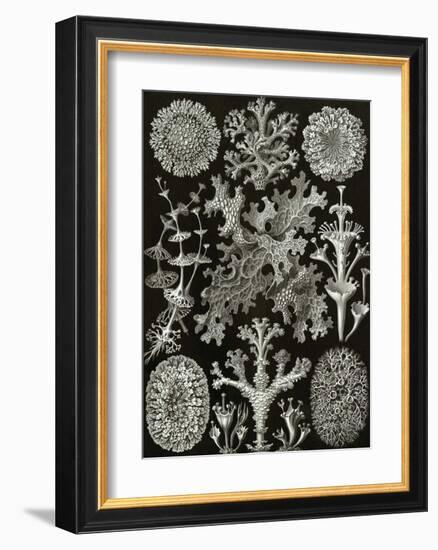 Art Forms of Nature, Lichenes-Ernst Haeckel-Framed Art Print